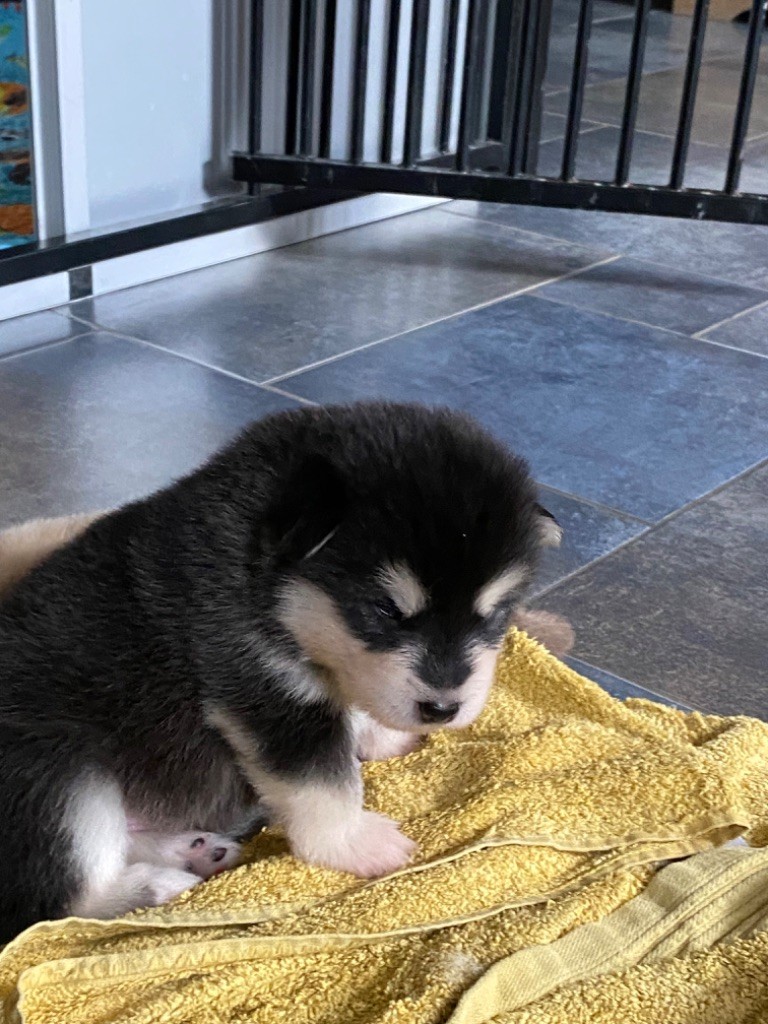 CHIOT 6